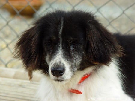 Long-Haired Dog!!!!! - sad dogs, dogs, shelter dogs, puppies, furry dogs, cute dogs