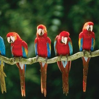 Green-winged-macaw-blue-and-yellow-macaw-parrots