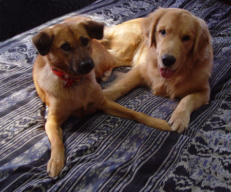 2 Best Friends - 2 dogs, dogs, buddies, labador retreiver, cute dogs