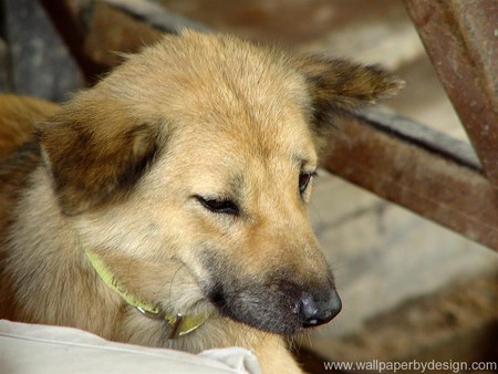 Little Dog - cute animals, animals, dogs, little dogs, cute pups, puppies