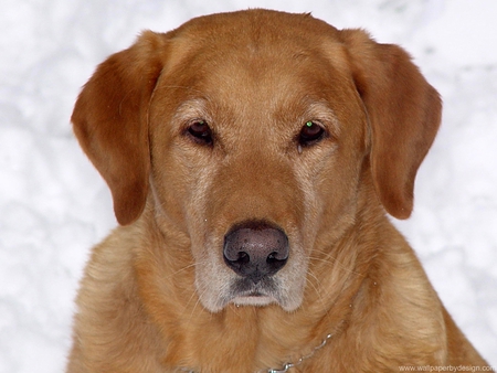 Labador in Snow - dogs in snow, nature, dogs, labador retreiver, snow, puppies, animals