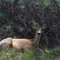 Deer in Bush