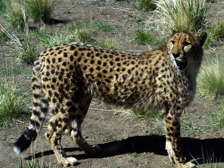 The Cheetah - cheetah, cats, leopards, little cats