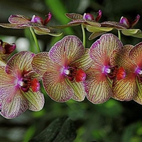 Orchids