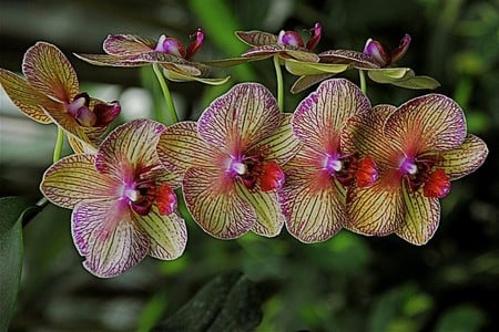 Orchids - orchids, picture, cool, beautiful