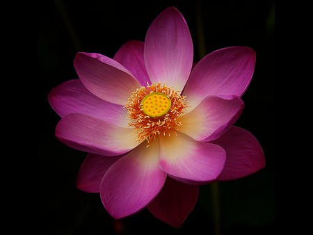 Pink Flower - picture, flower, pink, beautiful