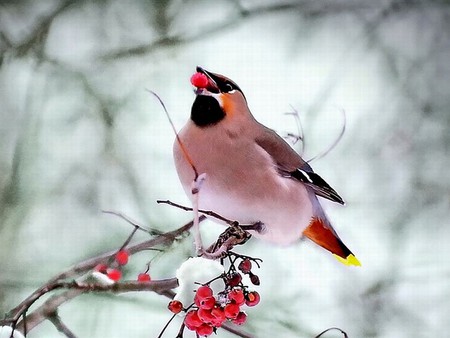 Beautiful Bird - bird, cute, picture, beautiful