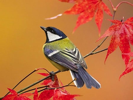 Beautiful Bird - bird, cute, picture, beautiful