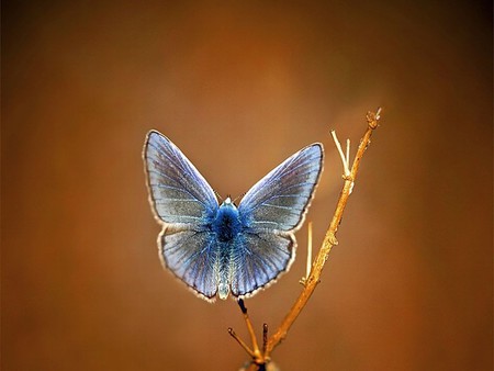 Beautiful Moth - cute, picture, moth, beautiful