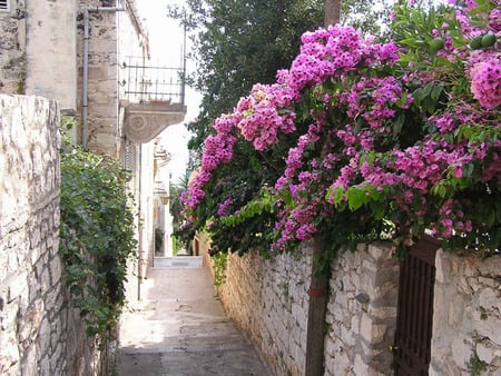 Hvar, Croatia - street, adriatic sea, croatia, island hvar, flowers