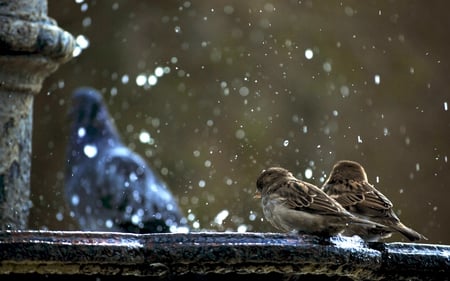 FOUNTAIN BATH - bathing, two, fountain, sparrows, birds