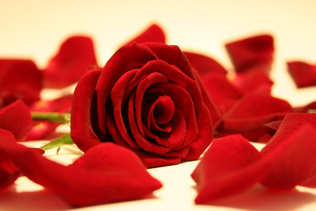 red rose - rose, petals, red, valentine