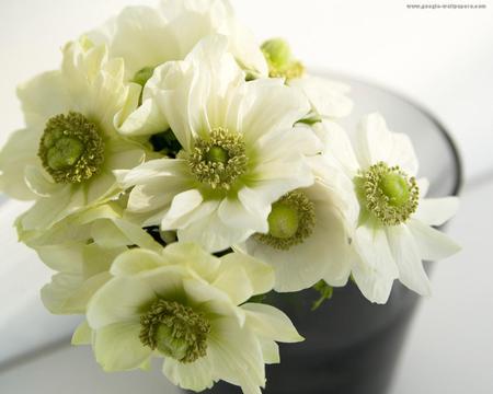 flowers - flowers, vase, white, beautiful, still life