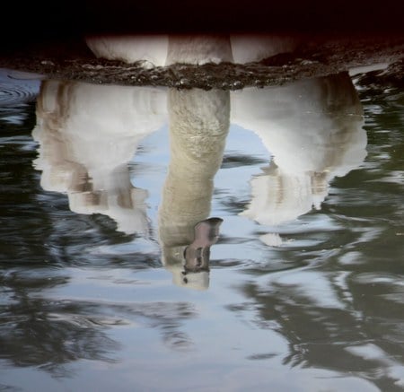 reflection - nature, swan, reflection, photography, water