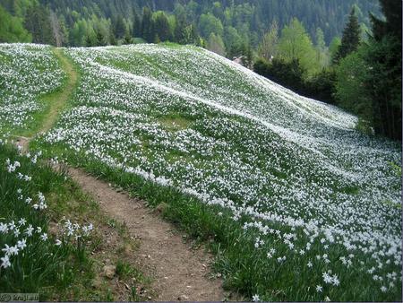 spring in Slovenia - slovenia, daffodils, mountains, meadow, spring