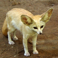 The Fennec Fox