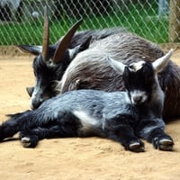 The Pygmy Goat