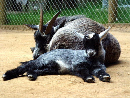 The Pygmy Goat - nature, cute animals, animals, goats, other, farmlife