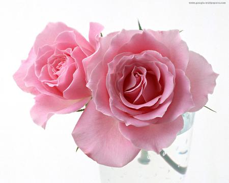 roses for my friend ungarilangi - white, background, roses, pink, beautiful, still life, 2