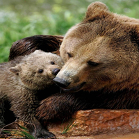 mother bear and her baby