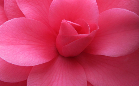 beautiful pink flower - pretty, flower, nature, pink