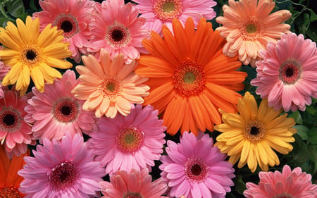 crazy for daisies - daisies, flowers, nature, beautiful