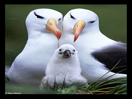 cute family - family, cute