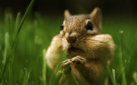 chip - chipmunk, animal, cute, fur, wild, nature, grass