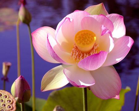 Lotus - lotus, flower, pink, leaves, nature