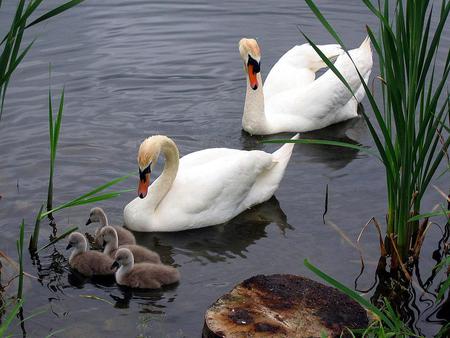 Swans - birds, swans, water, animals