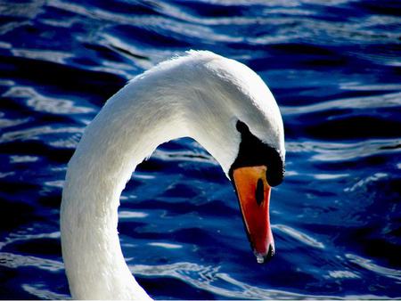 Swan - swan, animal, water, waves, bird