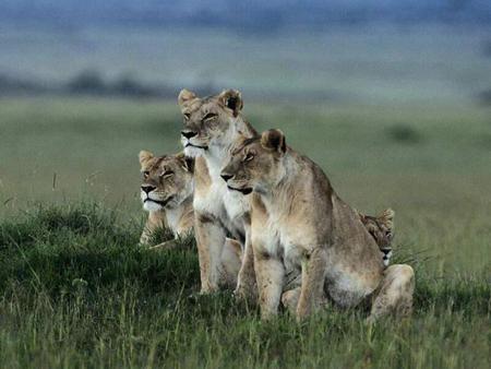 Lions - sky, cats, animals, lions