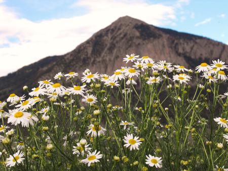 Mountain - nature, mountain, sky, wild flowers