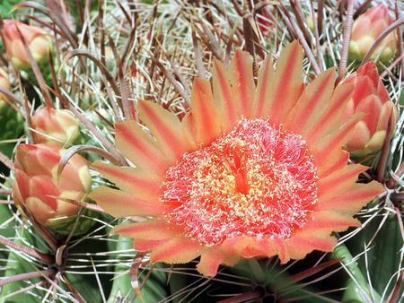 Flower - leaves, orange, flower, nature