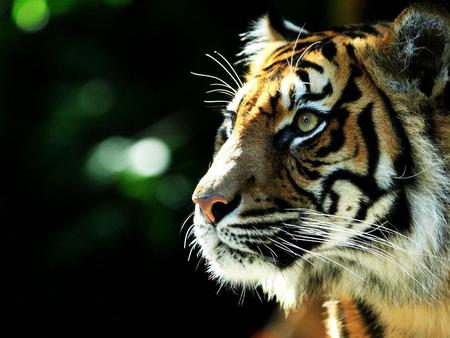 Tiger - animal, light, tiger, cat