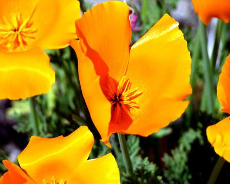 Flowers - flowers, leaves, yellow, nature