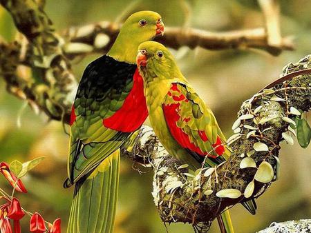 Parrots - parrots, birds, animal, tree