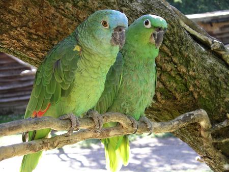 Parrots - tree, animals, parrots, birds