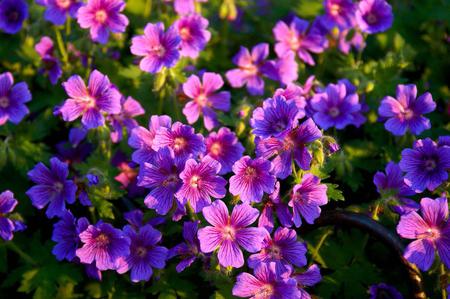 Flowers - leaves, nature, purple, flowers