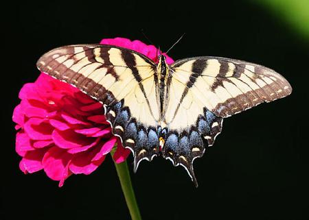 Butterfly - flower, animal, butterfly, pink, monarch