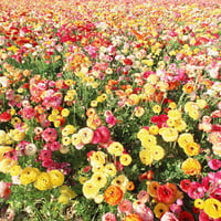 flowers carpet