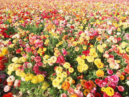 flowers carpet - flowers, fullcolour, carpet, beautiful, park, flowers garden