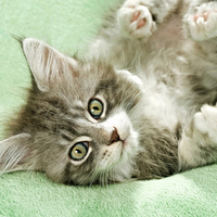 sweet playing kitty