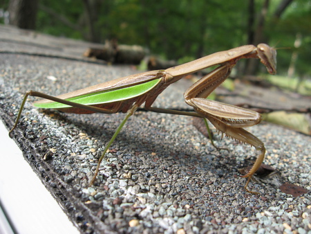 Doing his Job - green, brown, majestic, slow