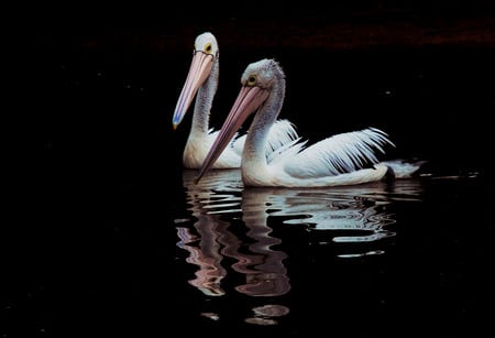 Drifting-Along - pelicans, reflection, couple, animals, water, birds