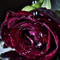 Amazing rose