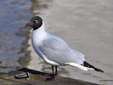 Bird - bird, look, nice, lovely, amazing, birds