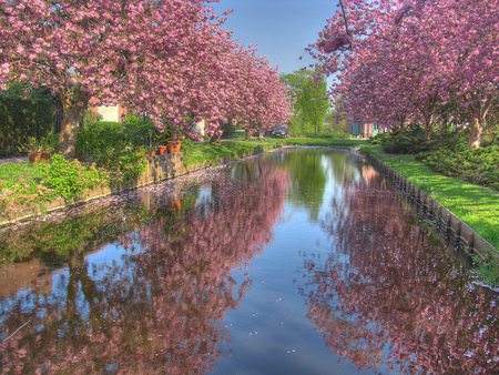 Pink spring - popular, pink, sesons, water, landscape, beautiful, flowers, spring, blue, sky, reflection, trees, nature, green