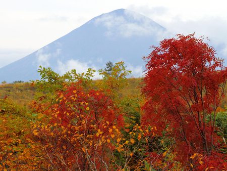 Autumn in Japan - trees, yellow, colour, orange, leaves, mountain, tree, colours, fall, season, red, green, cloud, field, asia