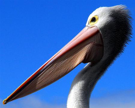 pelican face - face, sky, pelican, animals, bird, nature, birds, blue